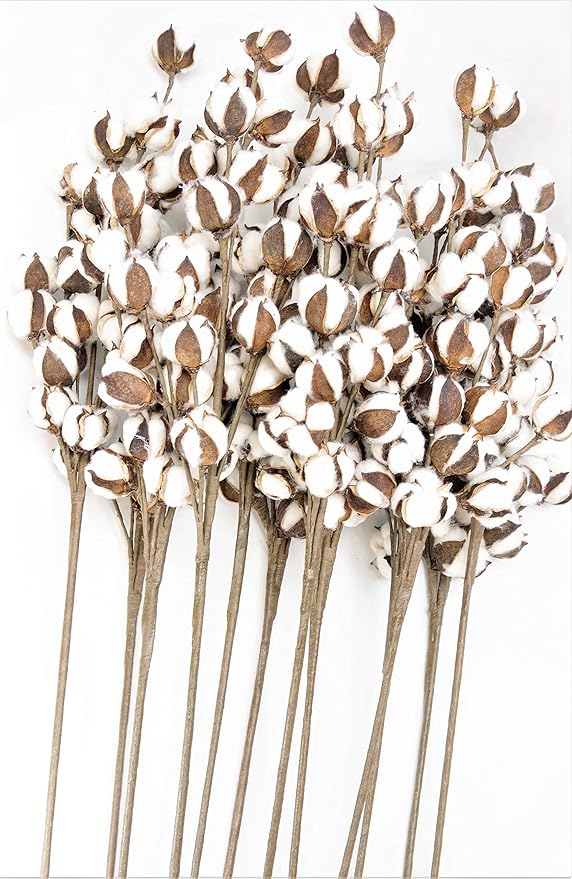 Cotton Stem 30" Tall 12 Stems/Pack 18 Cotton Buds/Stem Large Farmhouse