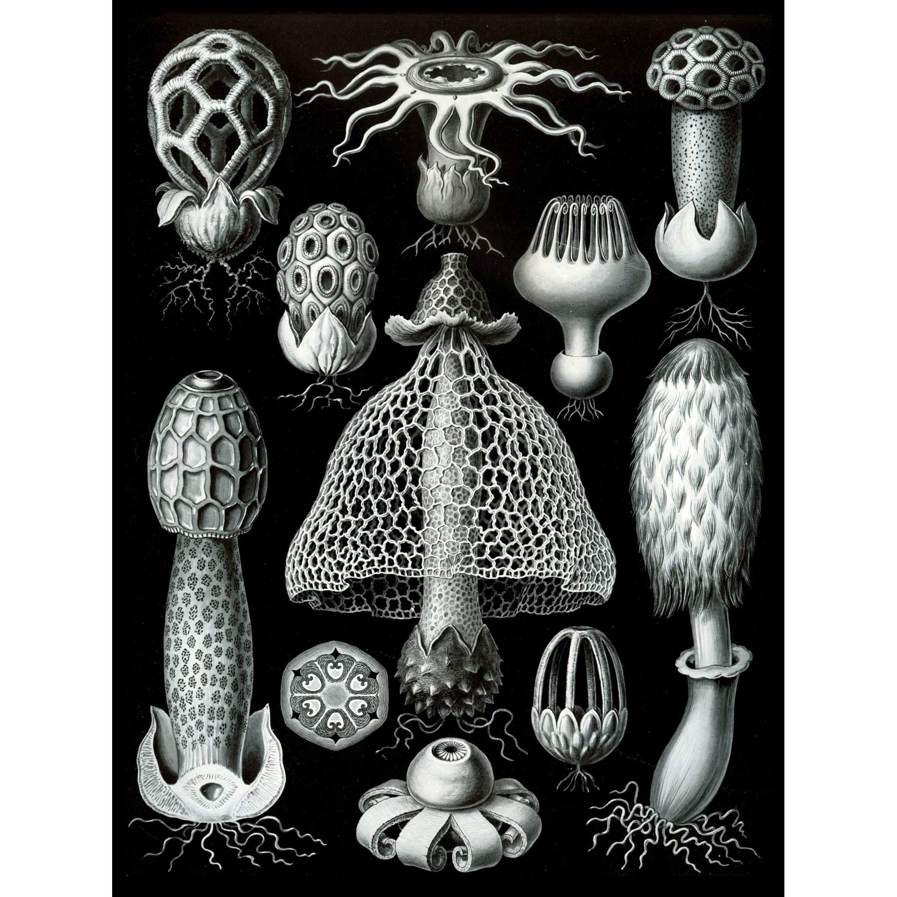 Wee Blue Coo Nature Ernst Haeckel Fungus Mushroom Toadstool Biology Germany Canvas Print