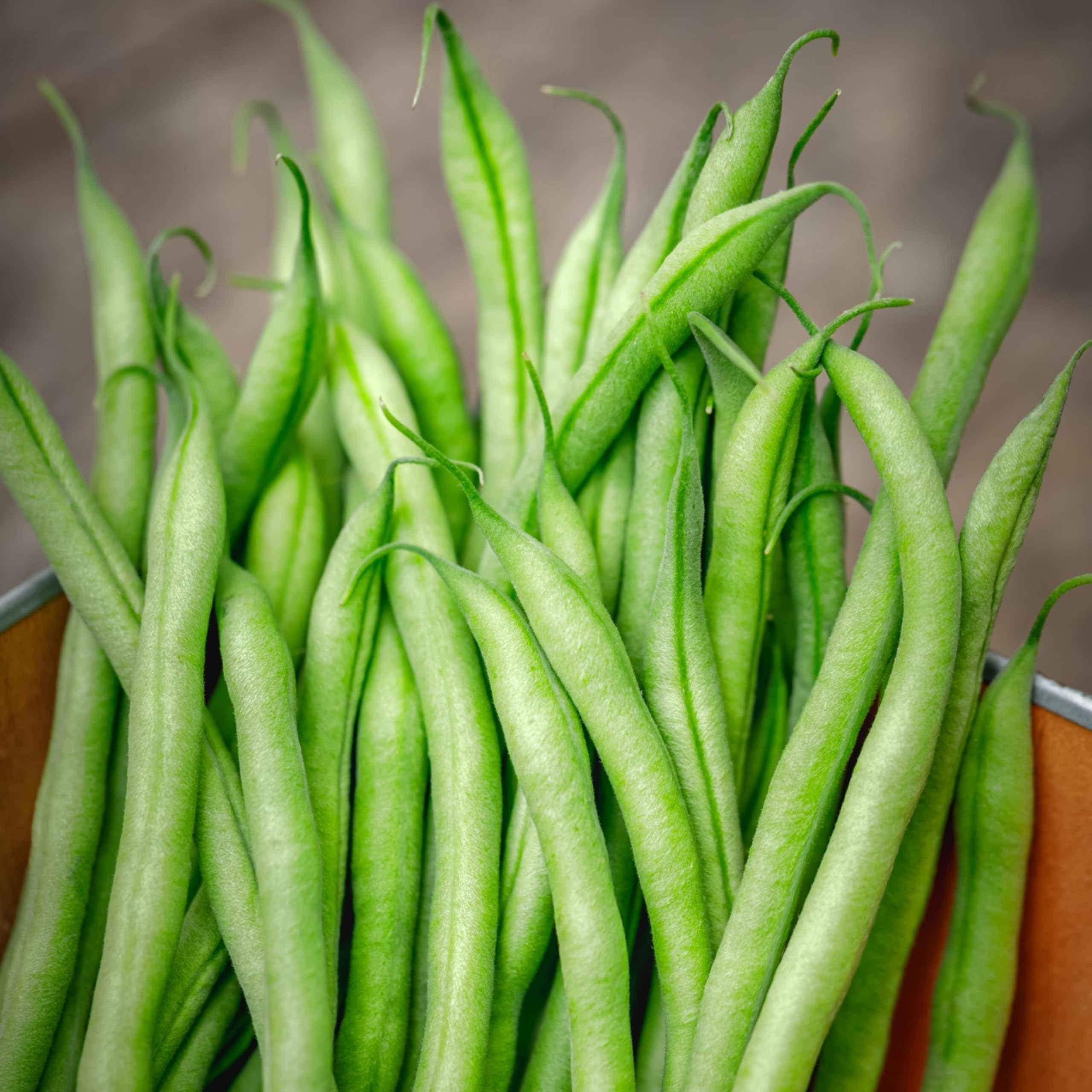 PREMIER SEEDS DIRECT - Dwarf French Bean - SLENDERETTE - 150 Seeds