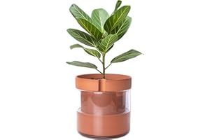 Phoenix Vine 8 Inch Self Watering Planter Pot, Terracotta Clay Pot with Glass Reservoir for Indoor Plants, Herbs, Flowers, Set of 1, 52-A-H-1