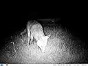 Great wildlife camera