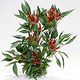 Pepper Seeds - Hot - Japanese - Takanotsume - 500