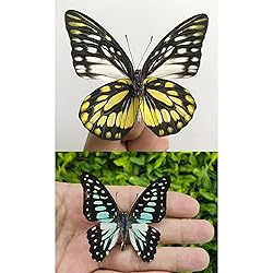 2 Real Framed Butterflies Insect Black Wood Frame