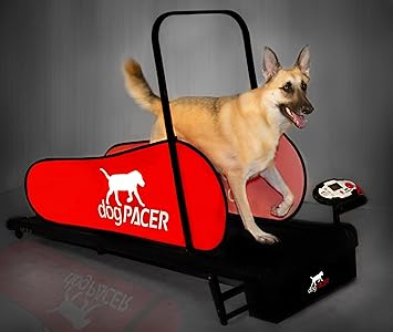canine treadmill