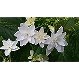 Pixies Gardens(3 Gallon) Fuji Waterfall Hydrangea (Hanabi Hydrangea) Beautiful Cascading Unusual White Lacecap Blooms