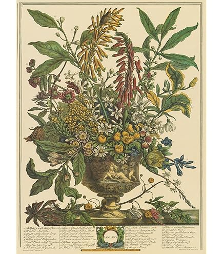 Amazon.com: Robert Furber - Twelve Months of Flowers 1730/January