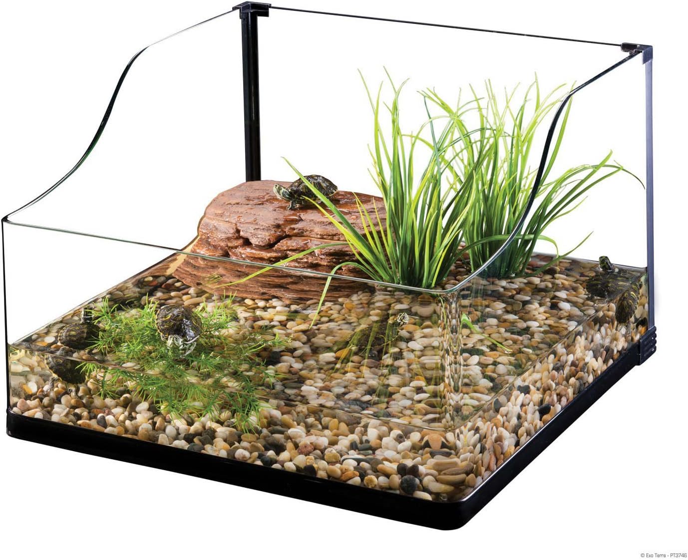 mini aquatic turtles