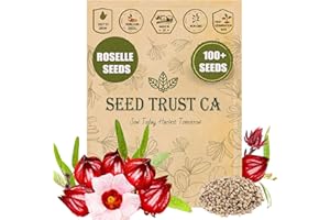 SEED TRUST CA Rare Roselle Seeds (Hibiscus Sabdariffa) - 100+ High-Yielding Roselle, Non-GMO Seeds for Planting - Healthy, Nutritious, Easy to Grow – USA (Hibiscus Sabdariffa)