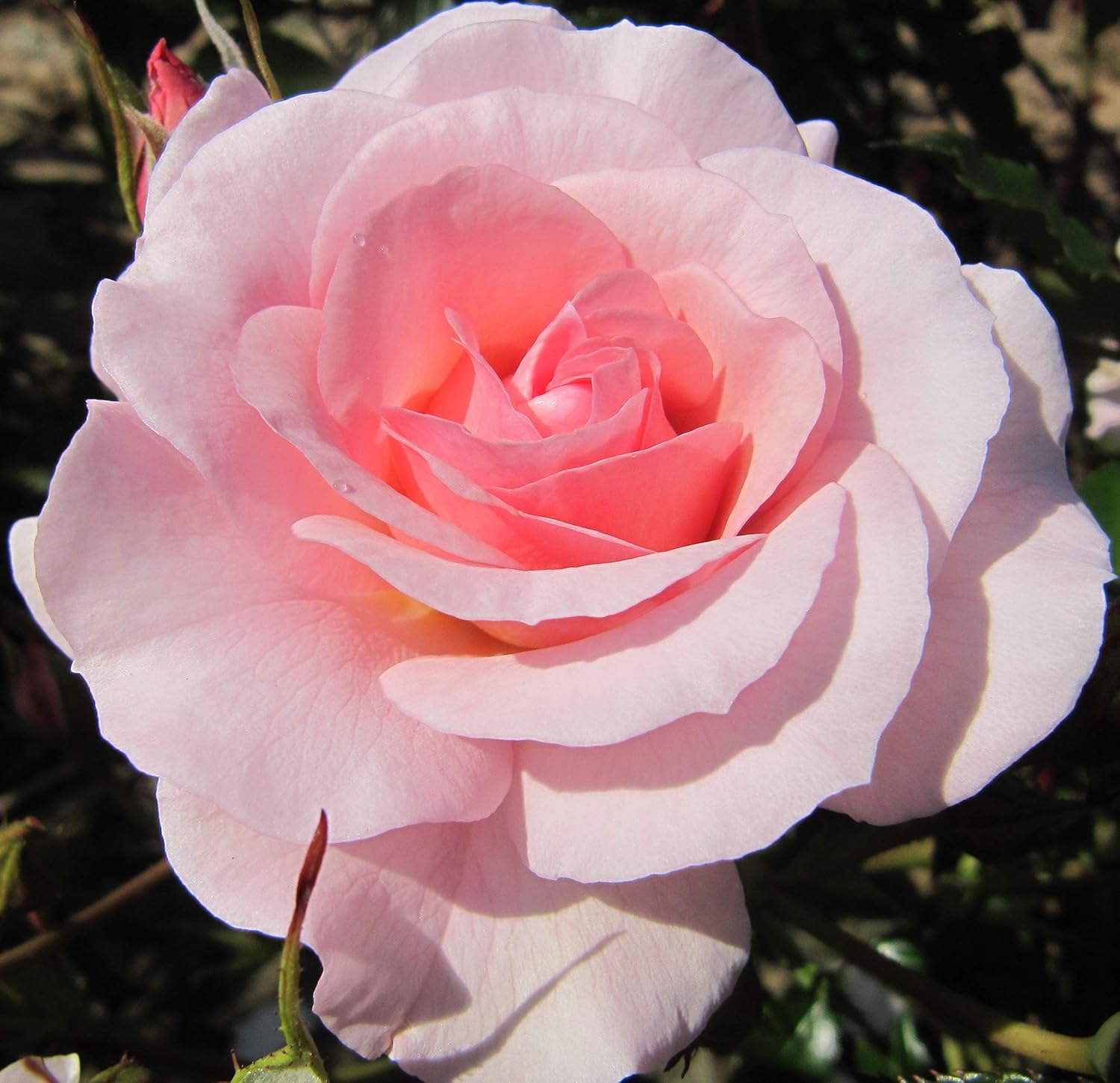 Happy Retirement 5.5lt Potted Floribunda Garden Rose Bush Sparkling