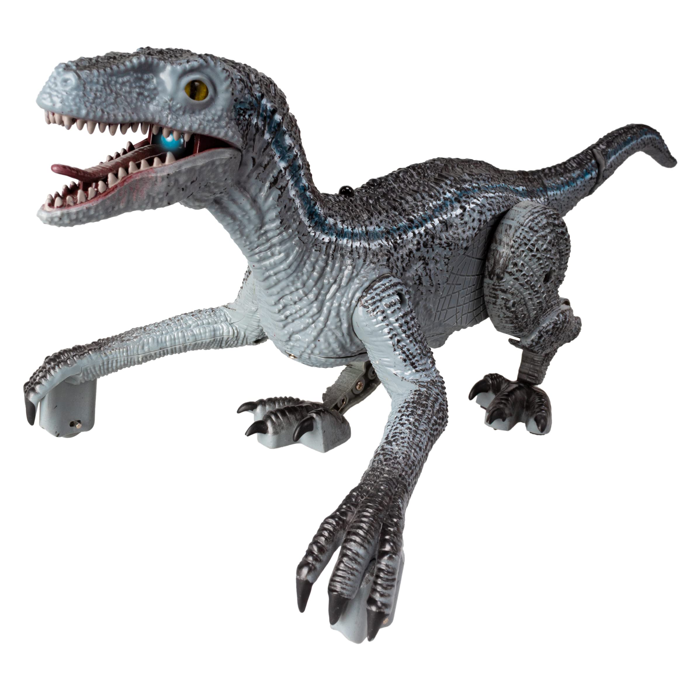 WILD PREDATORS - Velociraptor RC | Remote Control Dinosaur | Dinosaur Toys | Dinosaurs Toys For Boys | Dinosaurs Figures | Toy For Girls | 35 CM