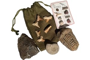 DINOSAURS ROCK® Fossil Gift Collection - Genuine Dinosaur Bone, Spinosaurus Dinosaur Tooth, Ammonite, Trilobite, Shark Teeth with Bonus ID Chart - Gift Boxed