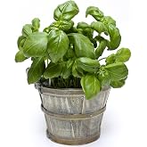 500 Italian Large Leaf Basil Seeds for Planting - Sweet Basil, Broad Aromatic Leaves, Cut-and-Come-Again Heirloom, Non-GMO, USA Grown by RDR Seeds