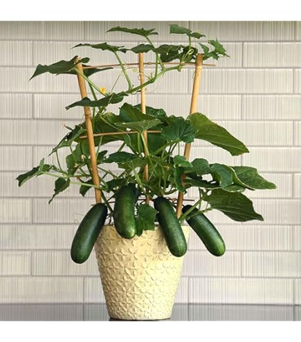 POINSETT 76 CUCUMBER SEEDS 50+ Vegetable GARDEN pickling SLICING FREE SHIPPING e