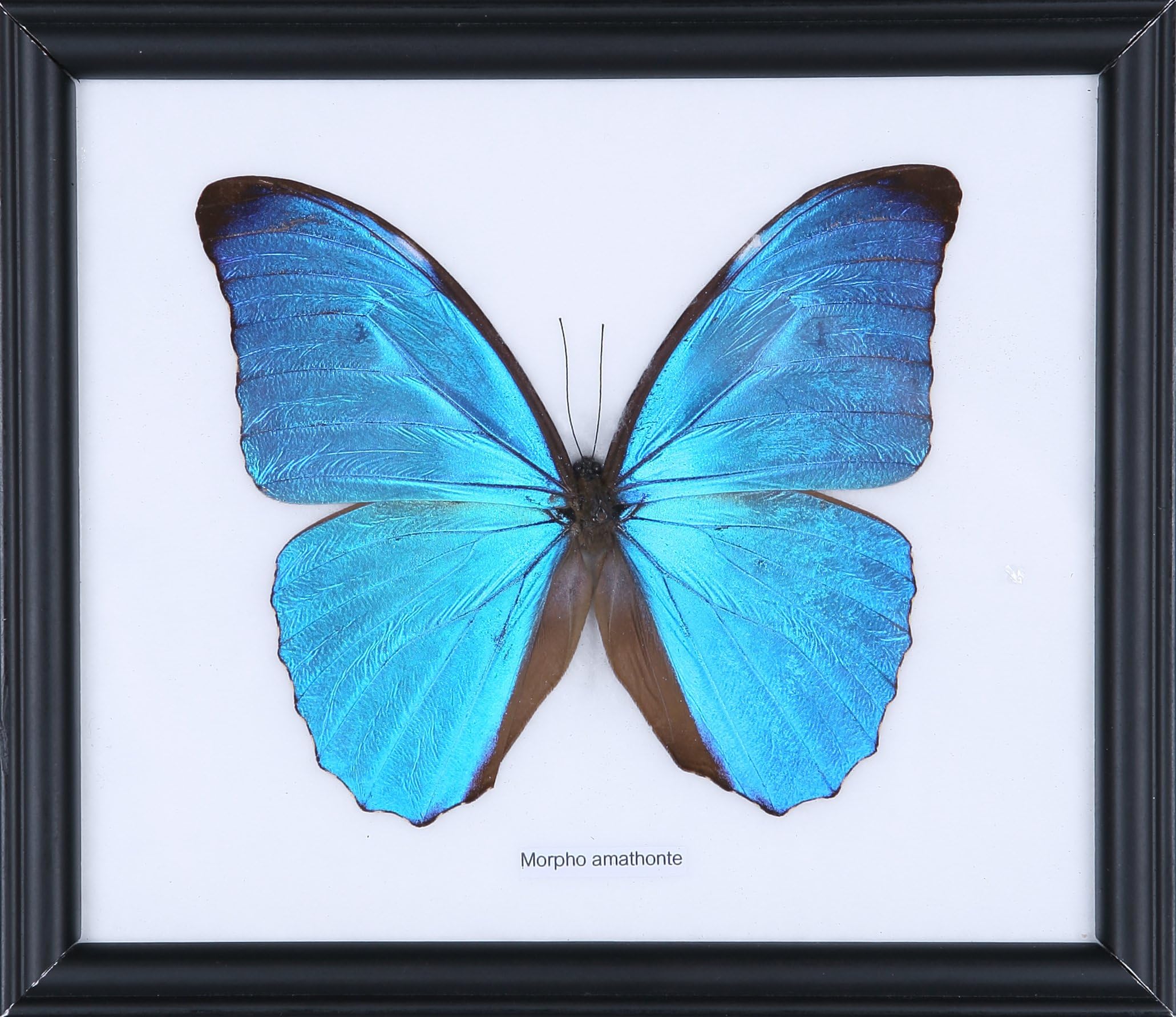 The Vivid Blue Morpho Butterfly (Morpho amathonte) Framed & Mounted Under Glass, Taxidermy Natural History