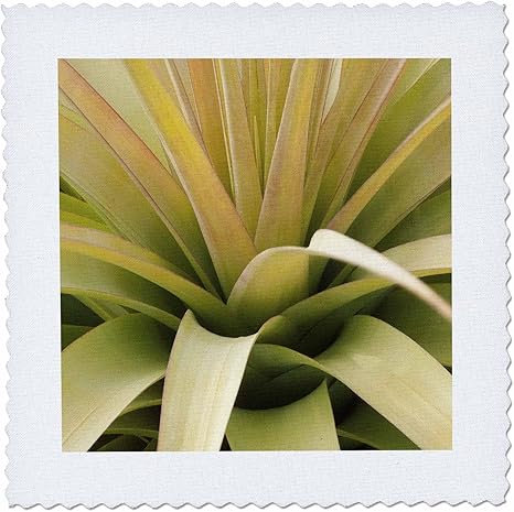 Amazon Co Jp 3drose Qs 3 ブロメリアド 多肉植物 モナ島 プエルトリコ Ca27 Mpr0062 マレサプライヤーキルトスクエア 32 32cm Generic