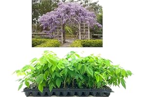 FLORIDA FOLIAGE Amethyst Falls Wisteria Frutescens Vine | 3 Live Plants | Beautiful Drought Tolerant Fragrant Purple Flowering Vine