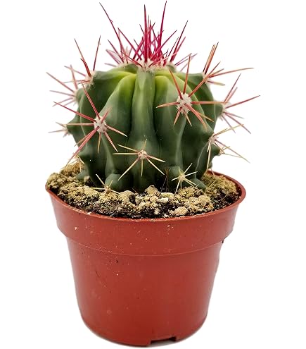 Amazon.com : Fat Plants San Diego Cactus Plants. Variety Package