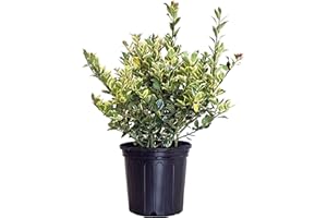 GREEN PROMISE FARMS Ilex X meserveae 'Honey Maid' (Varigated Holly) Evergreen, yellow & blue/green varigated foliage, 2 - Size Container