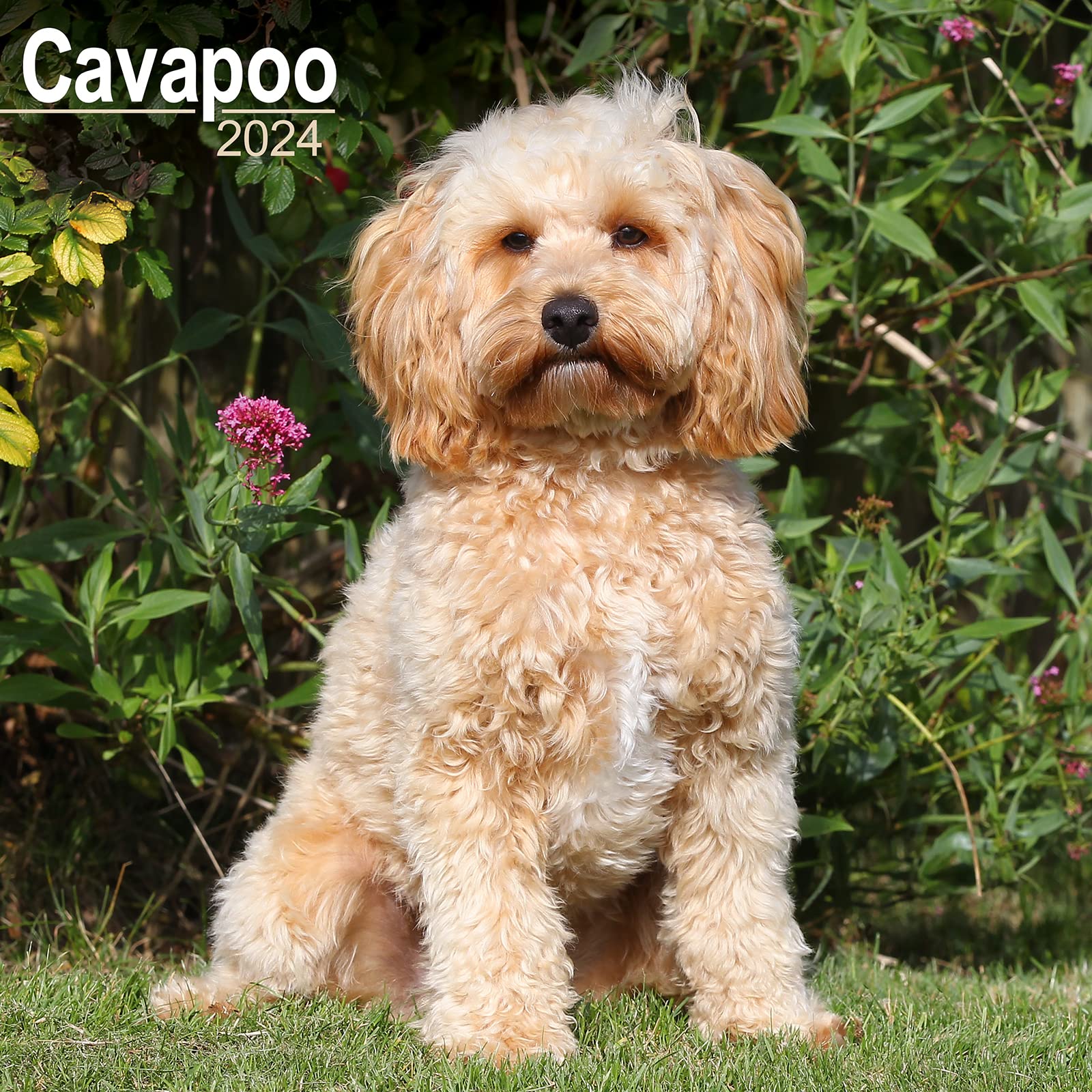 Cavapoo Calendar 2024 | Square Dog Breed Wall Calendar - 16 Month