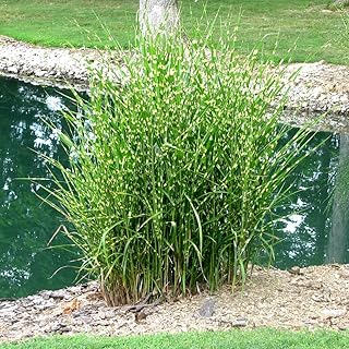 3 x Miscanthus sinensis 'Strictus' 1 Liter (Ziergras/Gräser/Stauden) Zebraschilf