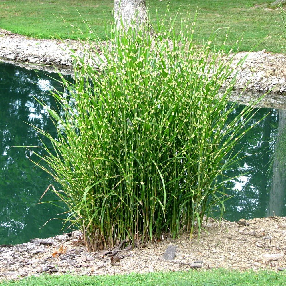 3 x Miscanthus sinensis 'Strictus' 1 Liter (Ziergras/Gräser/Stauden) Zebraschilf