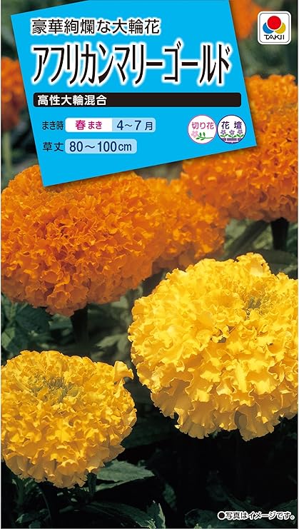 Amazon タキイ種苗 アフリカンマリーゴールド 高性大輪混合 花