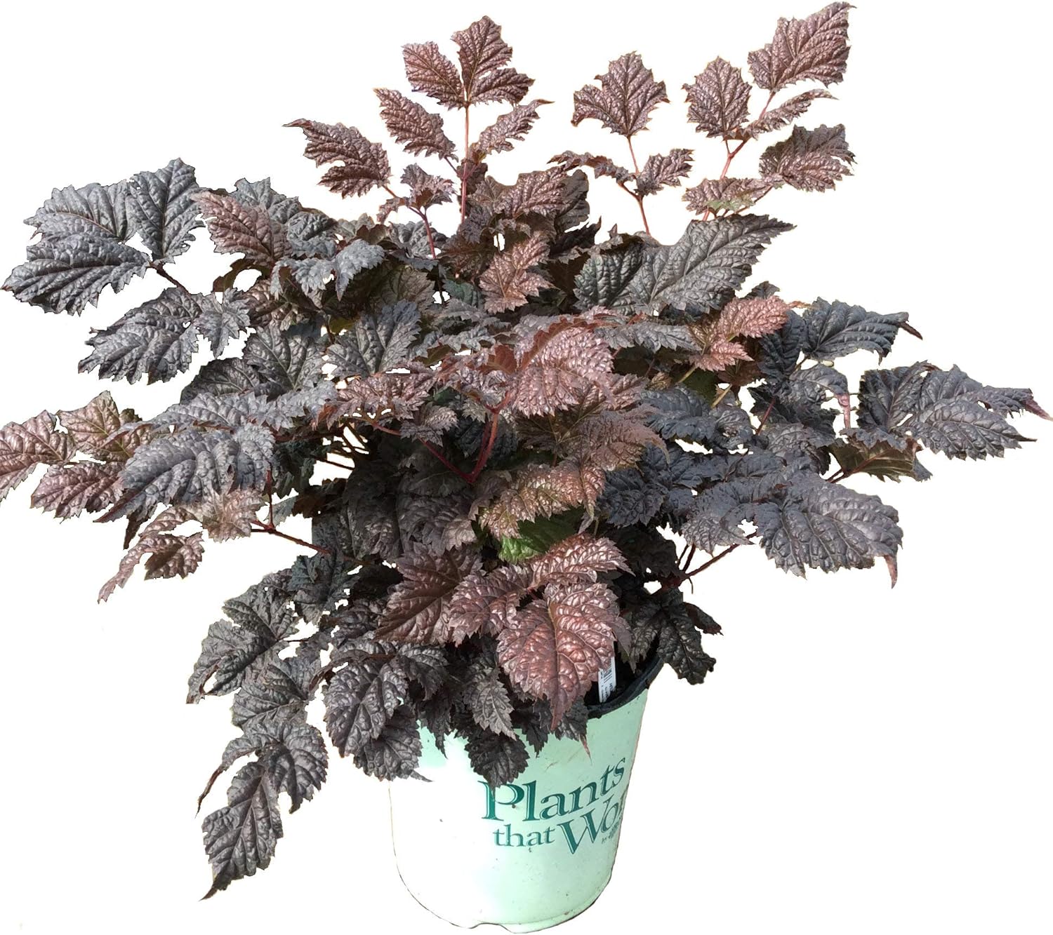 Premier Plant Solutions 20716 False Spirea Premier Plant Solutions 20716 False Spirea