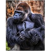 HommomH Gorilla Blanket, Funny Wild Animal, Soft Fluffy Fleece Throw 40"x50", Black