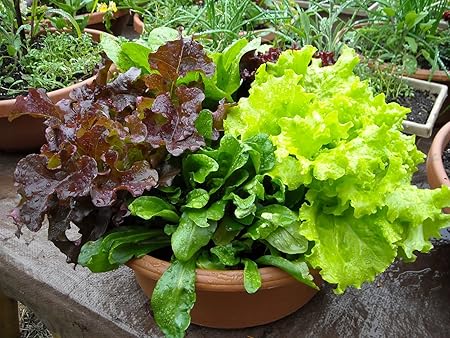 Go Green Lettuce Mixed Leaves-80 Seeds