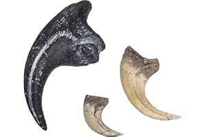 SKULLS UNLIMITED INTERNATIONAL Dinosaur Claw Set : Allosaurus, Velociraptor and Deinonychus (Replica)