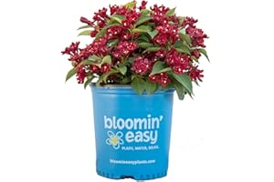 GREEN PROMISE FARMS Weigela x Date Night Maroon Swoon (Weigela) Shrub, deep red flowers, #3 - Size Container
