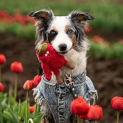 BULLTUG Hide and Seek Dog Toy