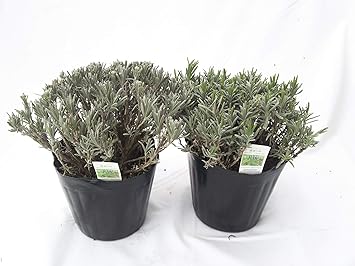 Amazon 北海道富良野 ラベンダー 濃紫３号 ステップナッツ オリジナル 大苗２株セット ハーブ