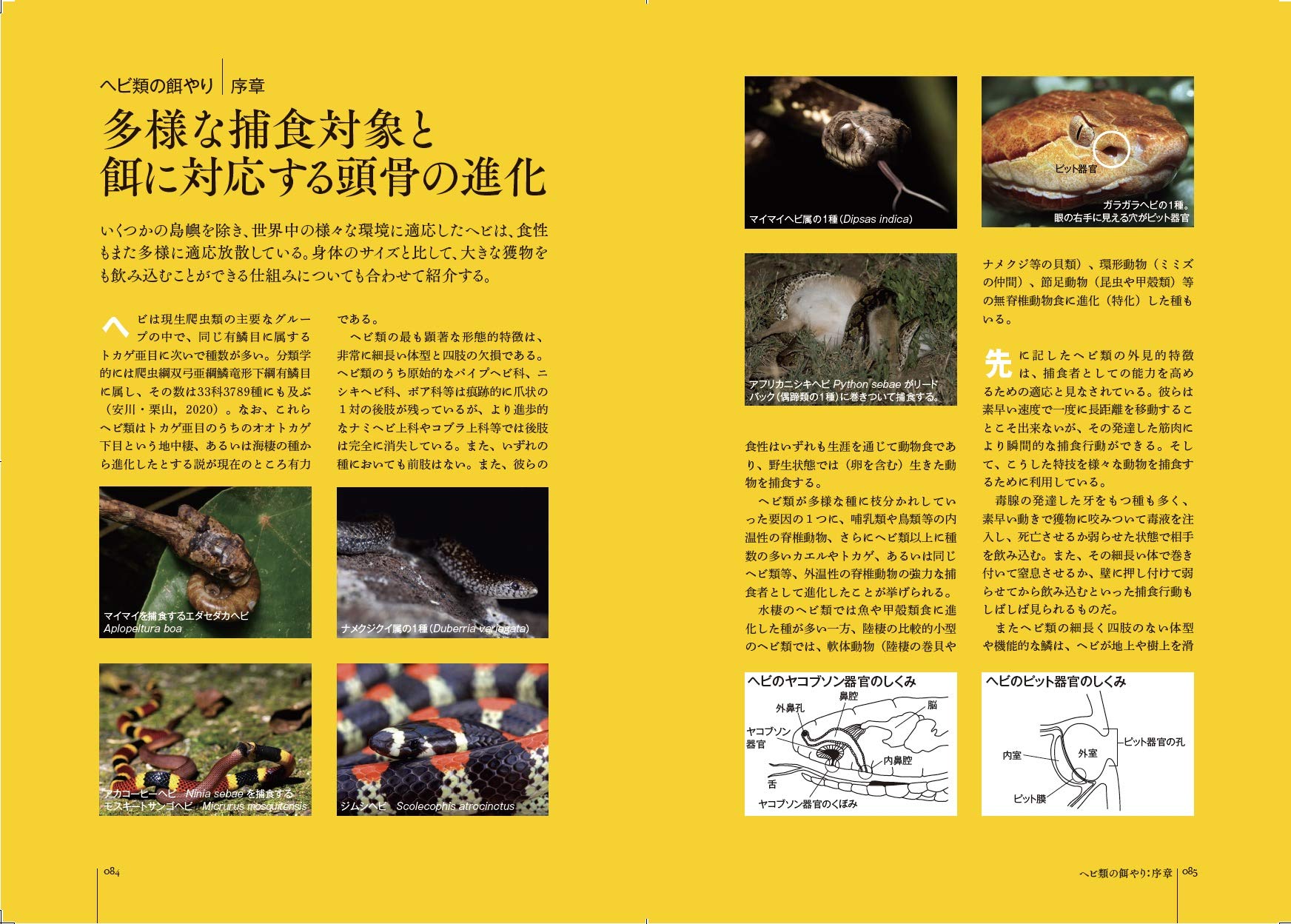 爬虫類 長く健康に生きる餌やりガイド 安川 雄一郎 安川 雄一郎 本 通販 Amazon