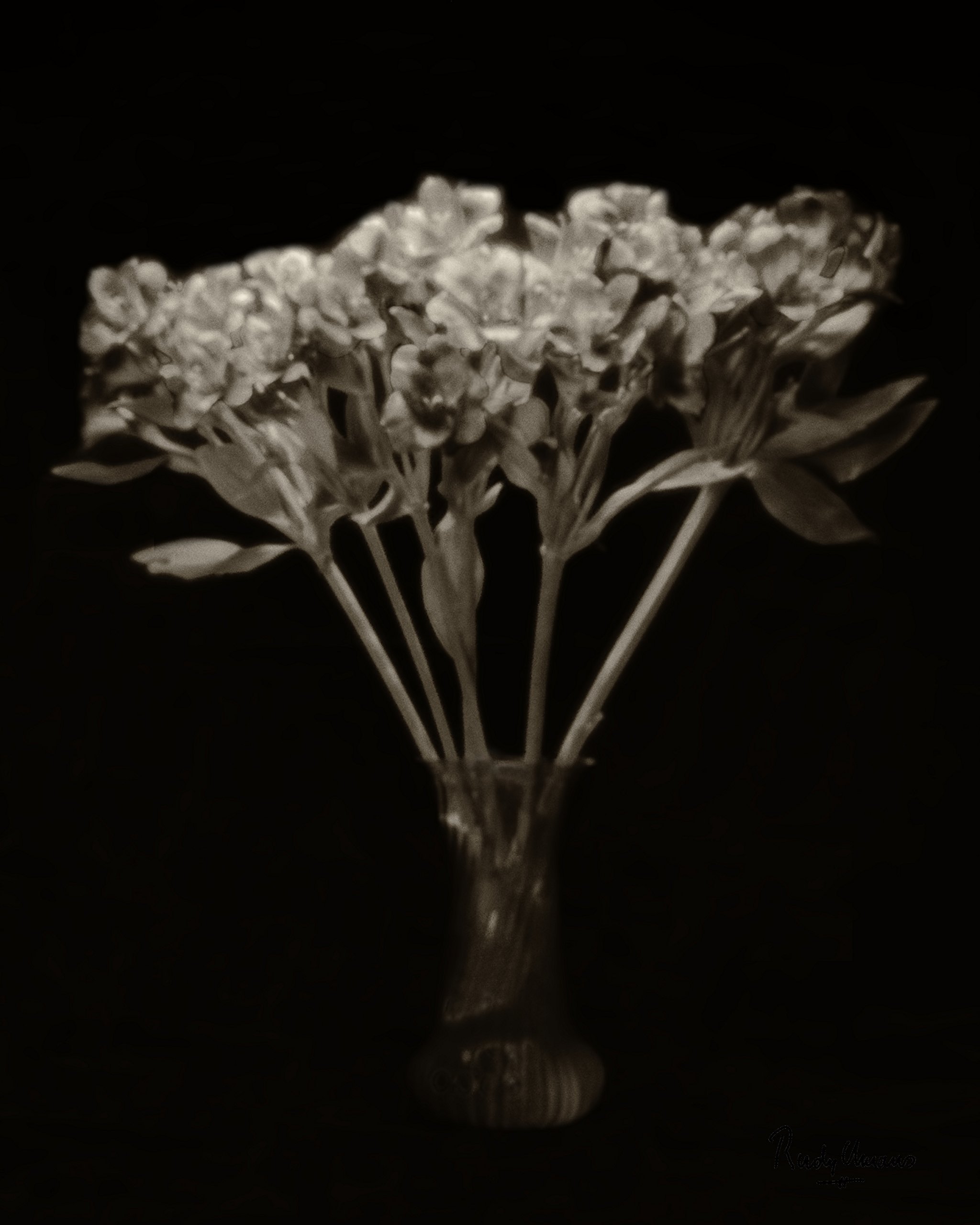 Pinhole Flowers 3080BW - Canvas Print