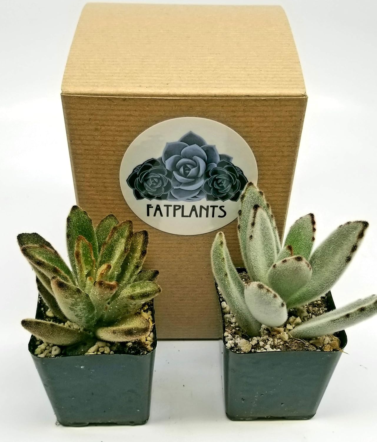 Fat Plants San Diego Miniature Living Succulent Plants In Plastic Planter Pots With Soil Cacti Succulents Patio Lawn Garden Guardebem Com