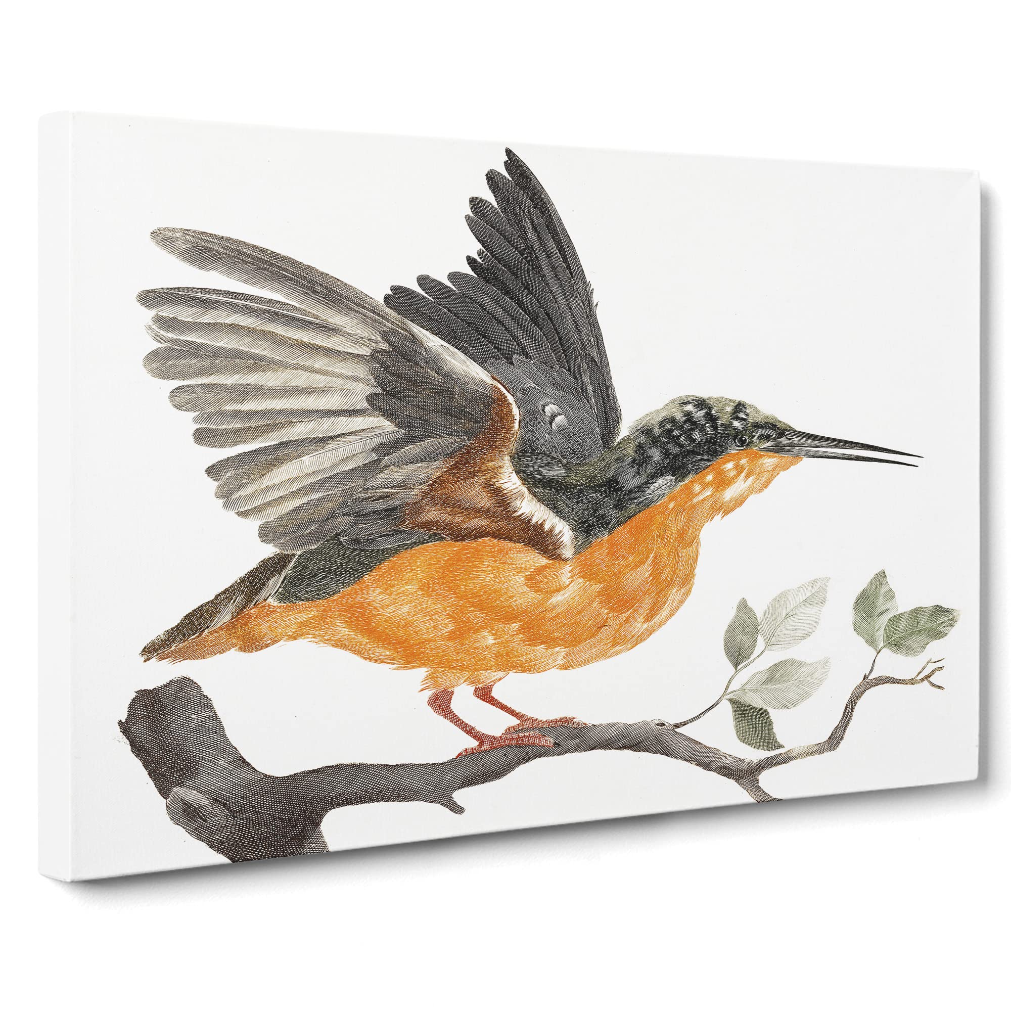 Kingfisher Bird By Johan Teyler Canvas Print | Gallery Wrapped 30mm Frame Wall Art | 20x14 inches | Ready to Hang | Retro Animals Picture | Living Room Bedroom Lounge Office