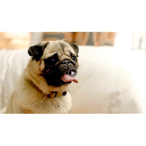 solid gold stop eating poop