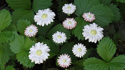 10 Keramikblumen (Margeriten und Gänseblümchen)