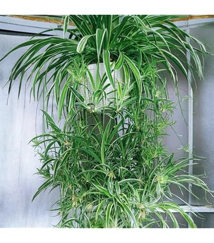 Amazon.com : Large Hawaiian Spider Plant - Air Purifying, Low Maintenance,  Thrives in Home & Office - Perfect for Plant Enthusiasts - Live Houseplant  in Potting Soil (Pack of 1) : Patio, Lawn & Garden
