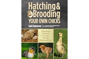 Hatching & Brooding Your Own Chicks: Chickens, Turkeys, Ducks, Geese, Guinea Fowl