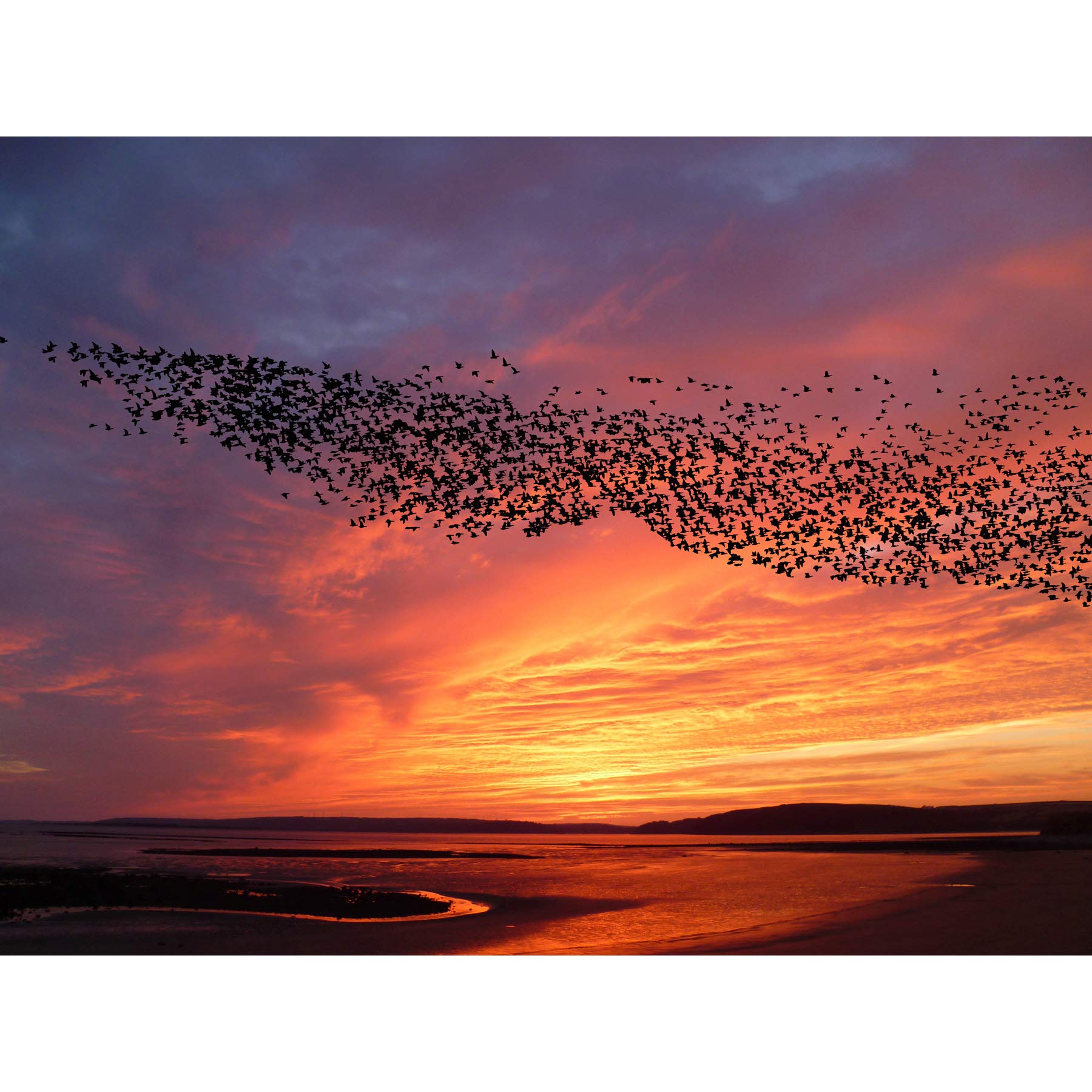 Artery8 Purple Orange Sunset Flock Birds Landscape Photo Large Wall Art Poster Print Thick Paper 18X24 Inch