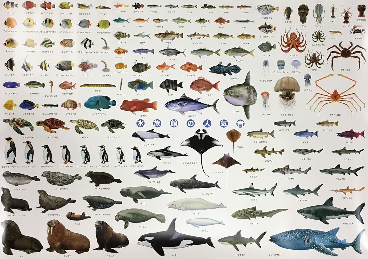 Amazon 水族館 人気者 ポスター 特大サイズ 146種 お風呂ポスター 図鑑 ａ1 サイズ 841 584mm Ki 090 C 生物 動物 人体 おもちゃ