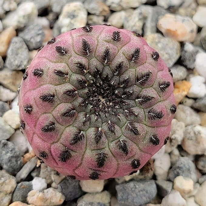 Amazon Co Jp 種 Sulcorebutia Rauschiiサボテンジューシーな実 ホーム キッチン