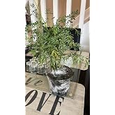ruda/rue Full Plant with Root