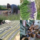 TooGet Fragrant Lavender Buds Natural Dried Flowers Ultra Blue Grade 1 Pound view 5