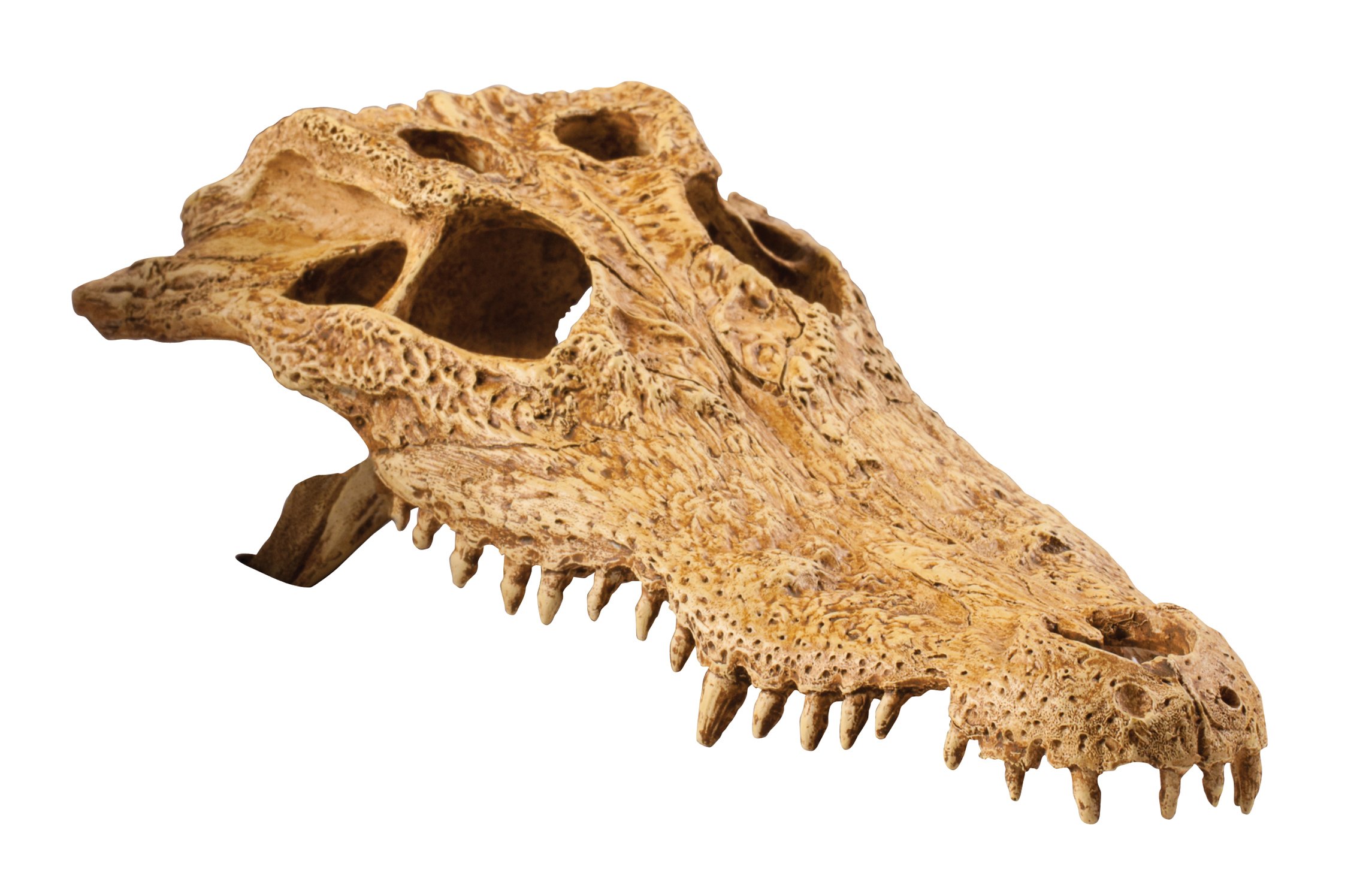 Exo Terra Crocodile Skull