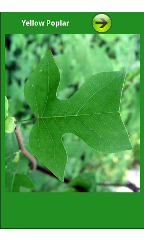 North American Trees!