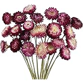 CITYES 22 Pcs Natural Dried Daisy Flowers Bouquet Dried Flower Purple Daisies Dried Sunflowers Chrysanthemum with Stem for Wedding Farmhouse Table Vase Decor Home DIY Flower Arrangement