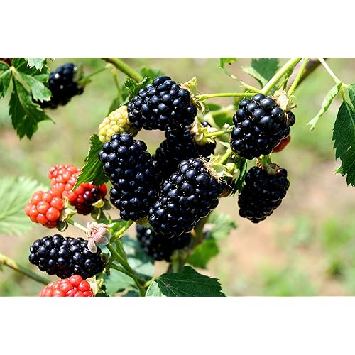 Thornless Blackberry Plants